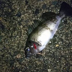 ヤリイカ狙い！