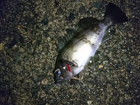 ヤリイカ狙い！