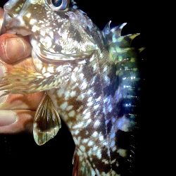 メバル 初めてのウキ釣り