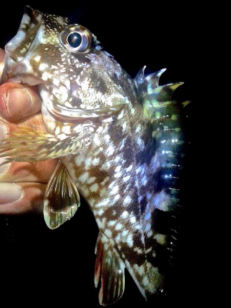 メバル 初めてのウキ釣り