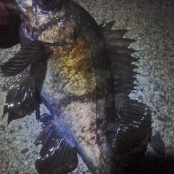 2019年初釣り初投稿