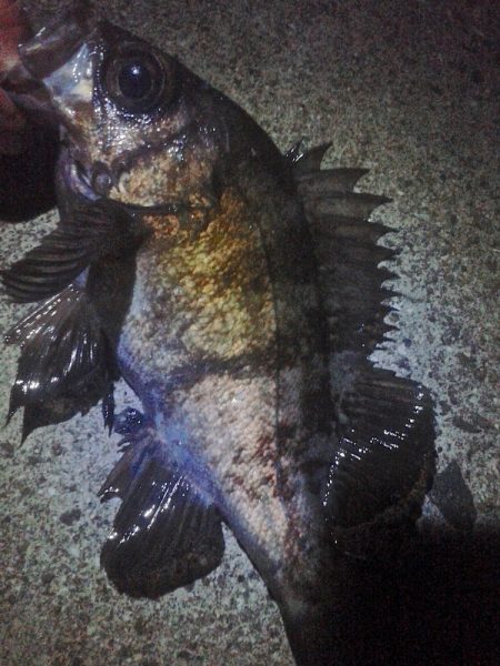 2019年初釣り初投稿