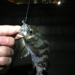 メバリング釣行