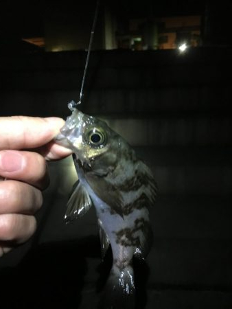 メバリング釣行