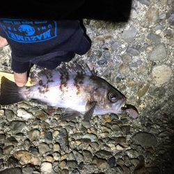 ひたすらプラグ縛り