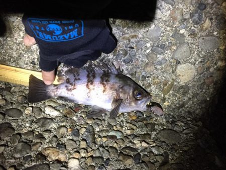 ひたすらプラグ縛り