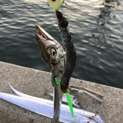 今年初釣行、初太刀魚！