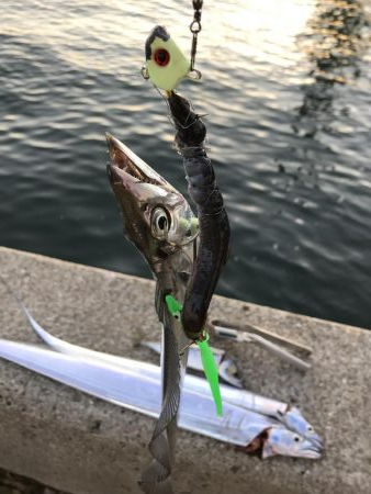 今年初釣行、初太刀魚！