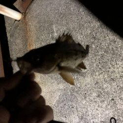 夜釣りでメバリング
