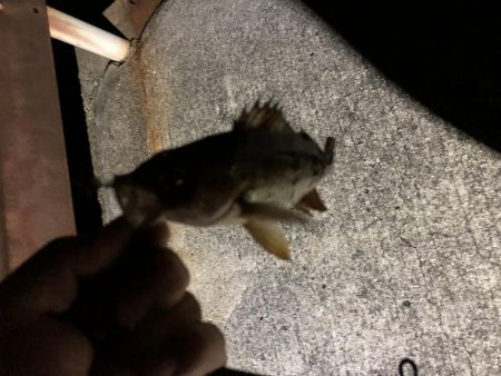 夜釣りでメバリング