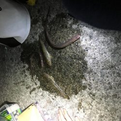 佐野漁港にアナゴを狙いに