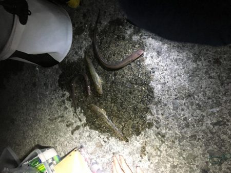 佐野漁港にアナゴを狙いに