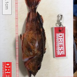 淡路沖 船カサゴ