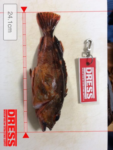 淡路沖 船カサゴ