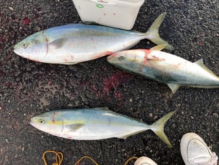 ナブラミノー炸裂