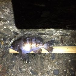 メバリング プラグ縛り