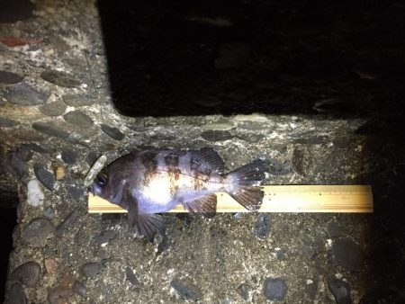 メバリング プラグ縛り