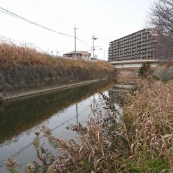 赤根川・オイカワ釣り