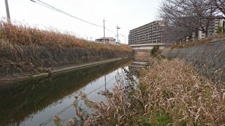 赤根川・オイカワ釣り