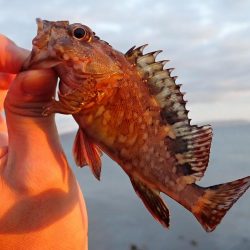 谷八木海岸・根魚