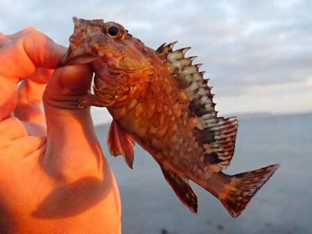 谷八木海岸・根魚