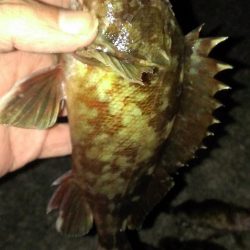 初釣りもガシラ