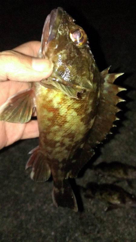 初釣りもガシラ