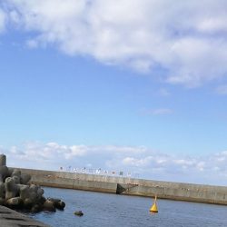 【釣り】泉佐野市、佐野漁港釣行 （小雨降る漁港で ハゼ釣果）