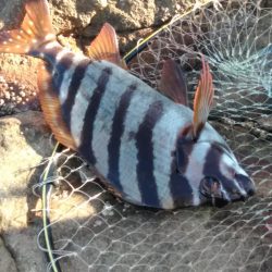 グレ釣れてます・・・