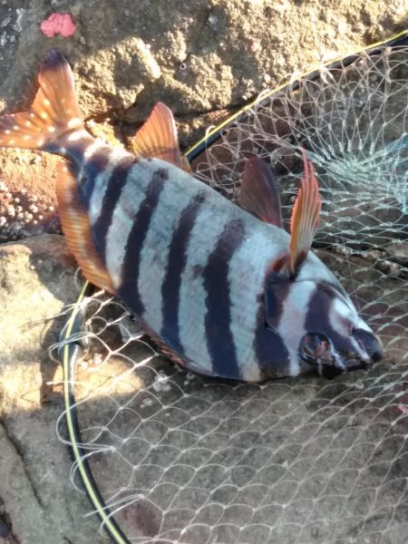 グレ釣れてます・・・