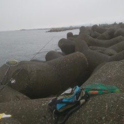 カレイ狙いでしたが、釣れませんでした。