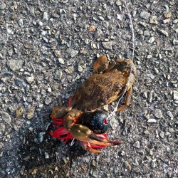 ちょっとタコ釣り