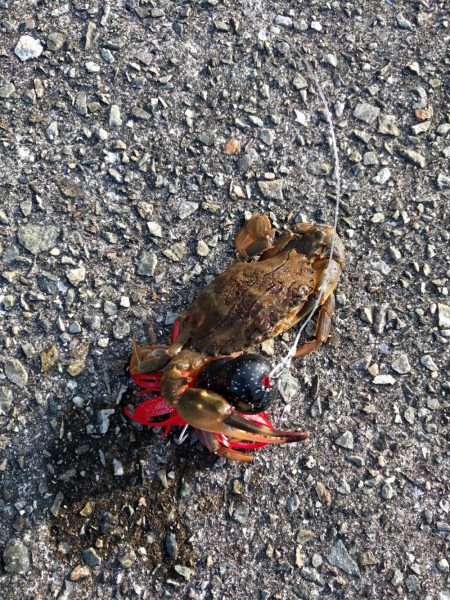 ちょっとタコ釣り