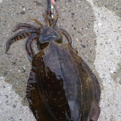 仕事終わりエギング→清掃ボランティア