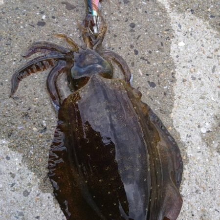 仕事終わりエギング→清掃ボランティア