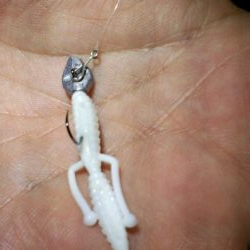 メバル苦戦ガシラ絶好調