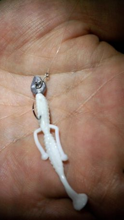 メバル苦戦ガシラ絶好調