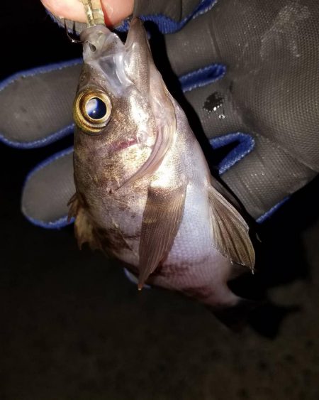 癒やしを求めて‼