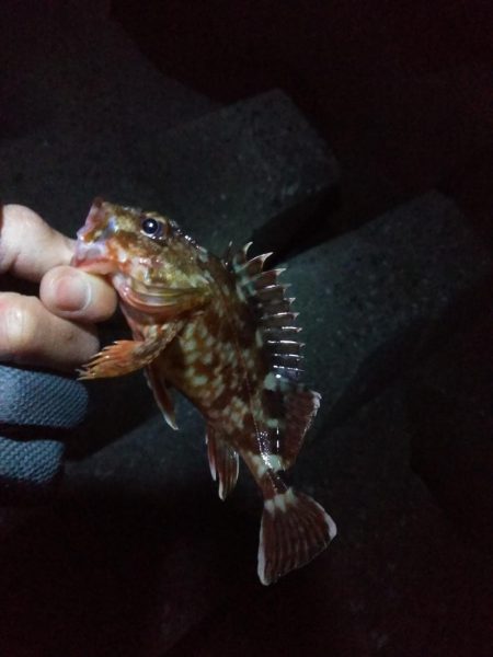 冬になってきました…