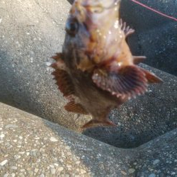 穴釣りでカサゴ2匹