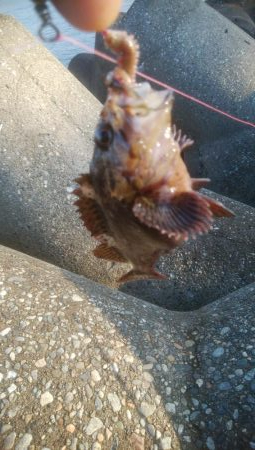 穴釣りでカサゴ2匹