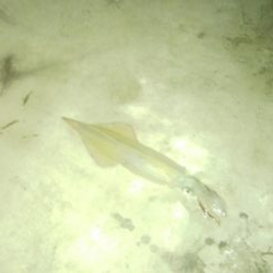 ヤリイカ胴長36センチ！！