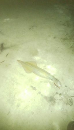 ヤリイカ胴長36センチ！！