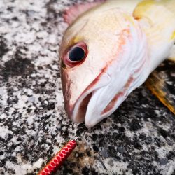 夕マズメ　三種混合