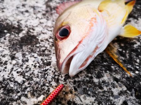 夕マズメ　三種混合