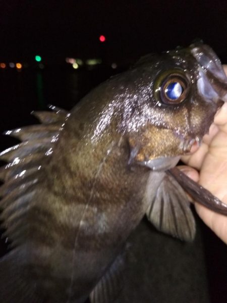 メバル☆MEBARU☆メバル