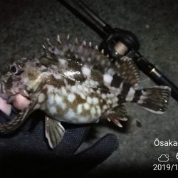 南港カモメ大橋ヘチ釣行 （年明け初キビレチヌ47cm！と ガシラ釣果有り）