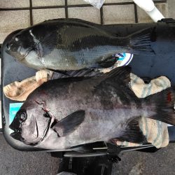 グレ・石鯛・チヌ祭り始まる・・