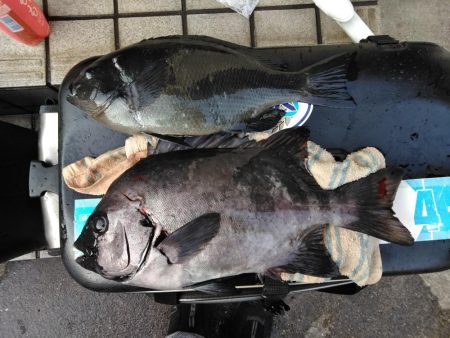 グレ・石鯛・チヌ祭り始まる・・