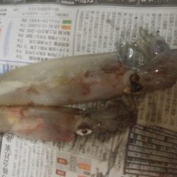 強風の中、なんとかヤリイカ2杯